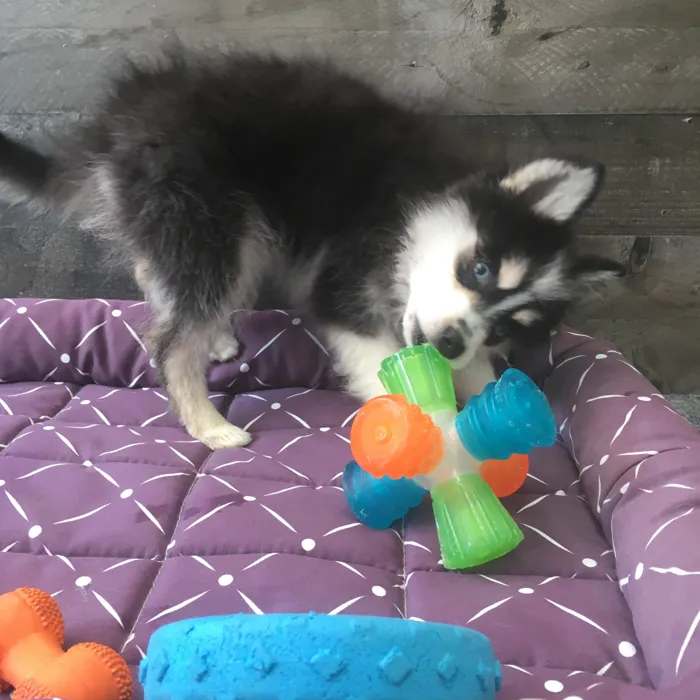 Female Pomsky puppy named Shego for sale at The Family Puppy-Novi.