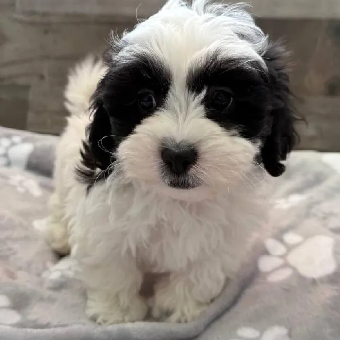 Male Shih Tzu-Bichon puppy named David for sale at The Family Puppy-Novi.