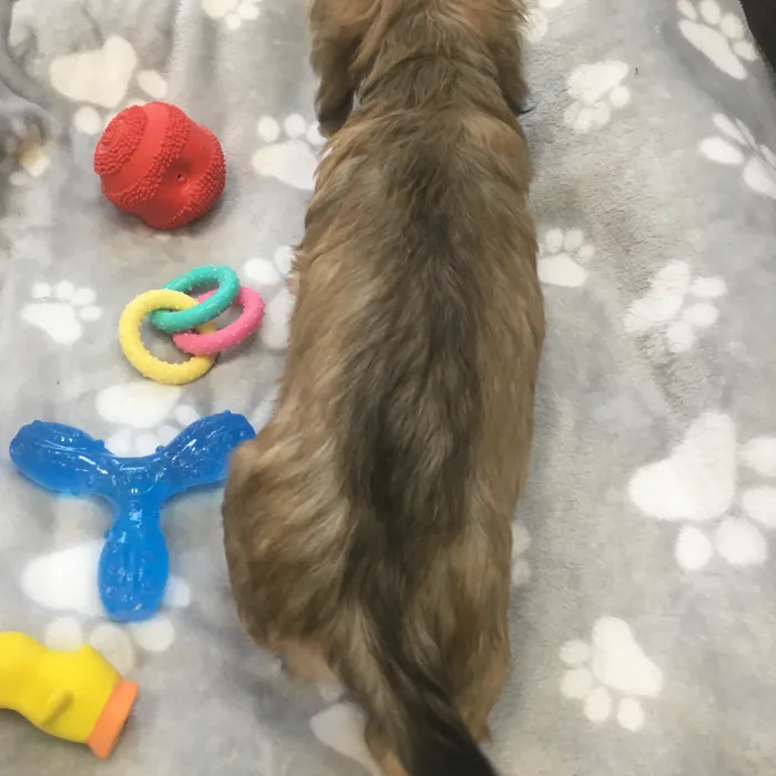 Male Dachshund puppy named Elton for sale at The Family Puppy-Novi.