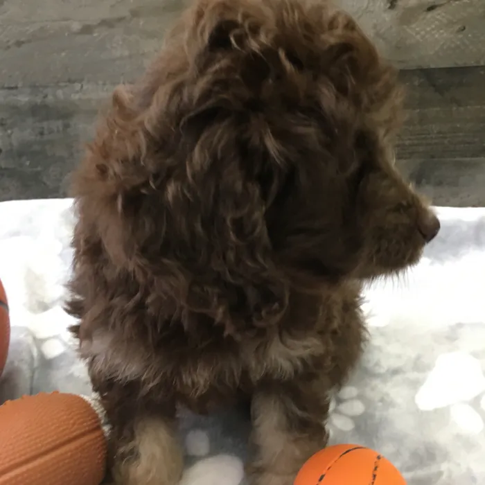 Female Cockapoo puppy named Winnie for sale at The Family Puppy-Novi.
