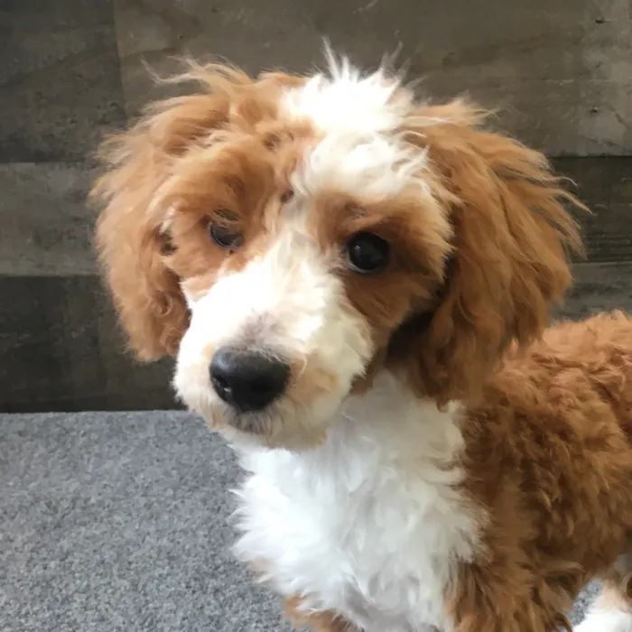 Male Mini Poodle puppy named Peeta for sale at The Family Puppy-Novi.
