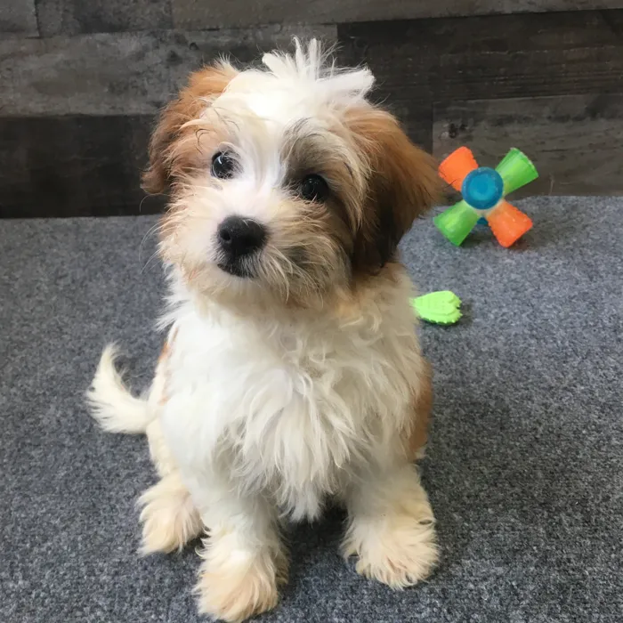 Female Shih Tzu-Bichon puppy named Ramen for sale at The Family Puppy-Novi.