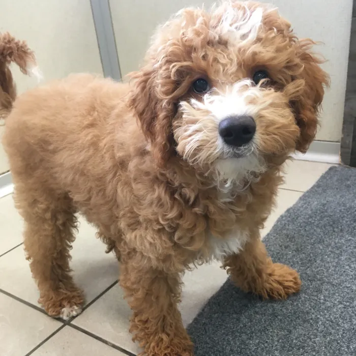 Male Cavapoo puppy named Finnick for sale at The Family Puppy-Novi.