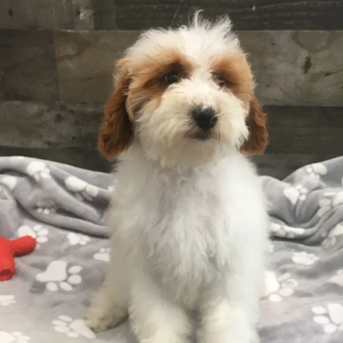Male Mini Poodle puppy named Brock for sale at The Family Puppy-Novi.
