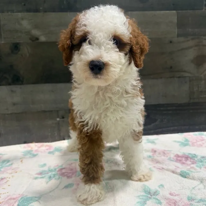 Male Mini Poodle puppy named Bambam for sale at The Family Puppy-Troy.