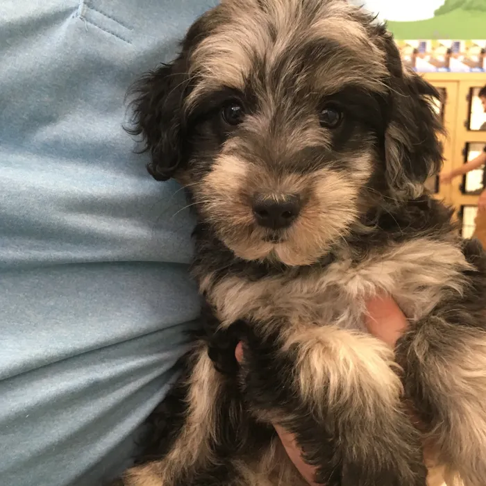 Female Schnoodle puppy named Roo for sale at The Family Puppy-Novi.