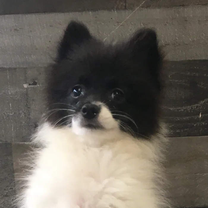 Female Pomeranian puppy named Miso for sale at The Family Puppy-Novi.