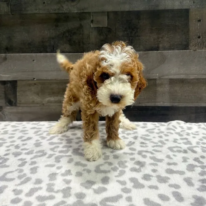 Male Mini Poodle puppy named Stevie for sale at The Family Puppy-Troy.