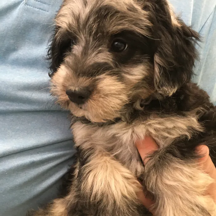 Female Schnoodle puppy named Roo for sale at The Family Puppy-Novi.