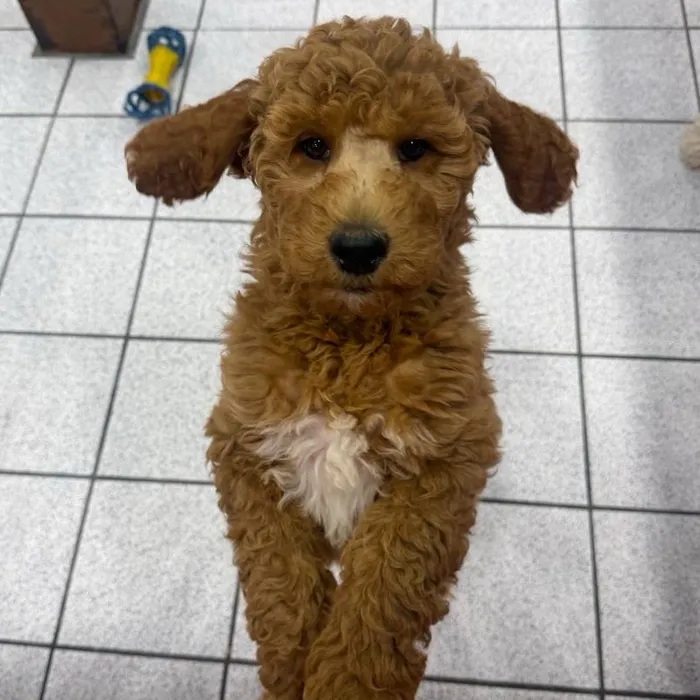 Female Mini Goldendoodle puppy named Honey for sale at The Family Puppy-Troy.