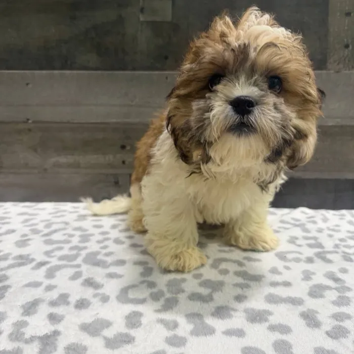 Male Shih Tzu-Bichon puppy named Roger for sale at The Family Puppy-Troy.