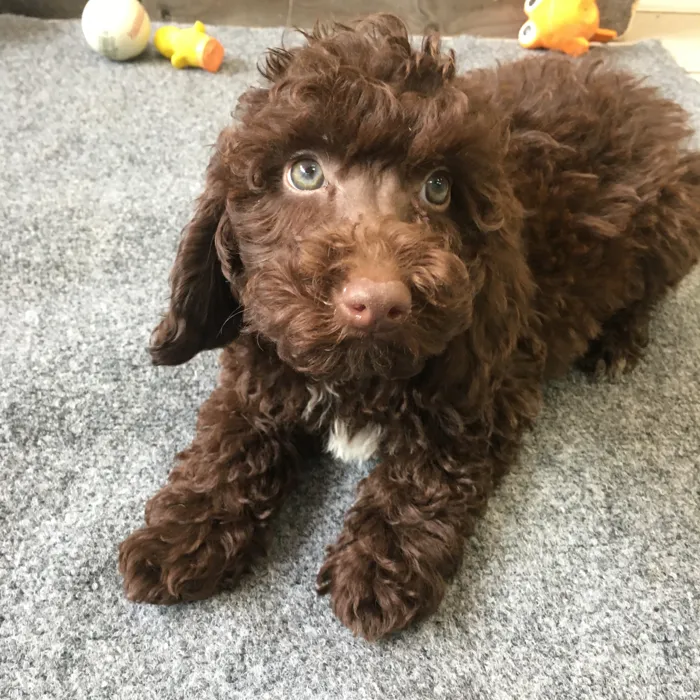 Female Poodle puppy named Daphne for sale at The Family Puppy-Novi.
