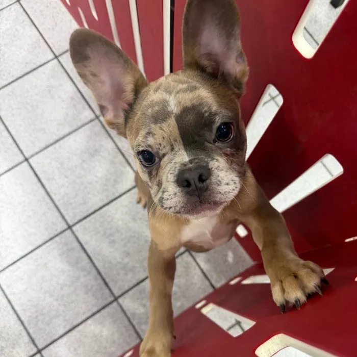 Male Frenchstons puppy named Phantom for sale at The Family Puppy-Troy.