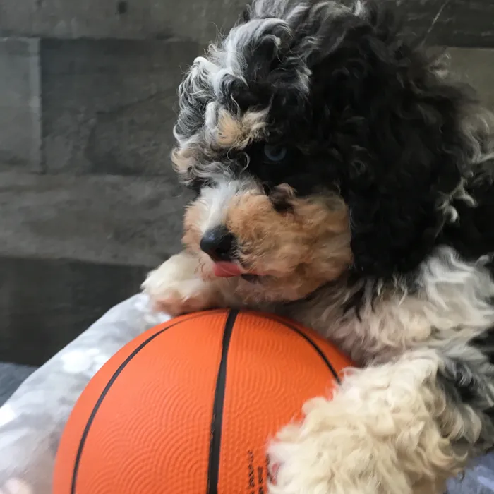 Male Cockapoo puppy named Christopher for sale at The Family Puppy-Novi.