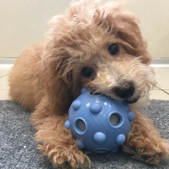 Male Mini Bernedoodle puppy named Haymitch for sale at The Family Puppy-Novi.