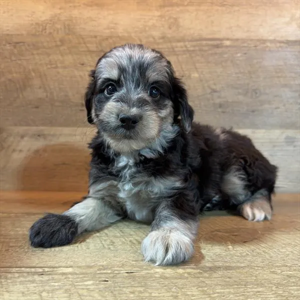 Female Schnoodle puppy named Roo for sale at The Family Puppy-Novi.