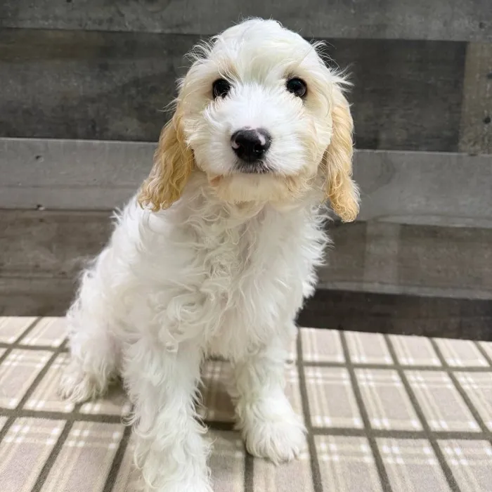 Male Cavachon puppy named Zero for sale at The Family Puppy-Troy.