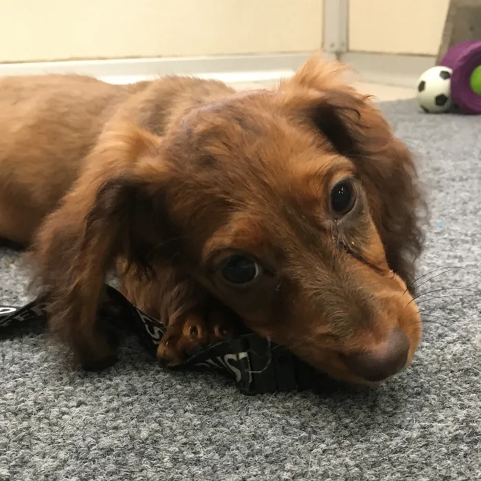 Male Dachshund puppy named Cedar for sale at The Family Puppy-Novi.