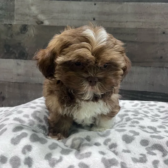 Male Shih Tzu puppy named Chewy for sale at The Family Puppy-Troy.