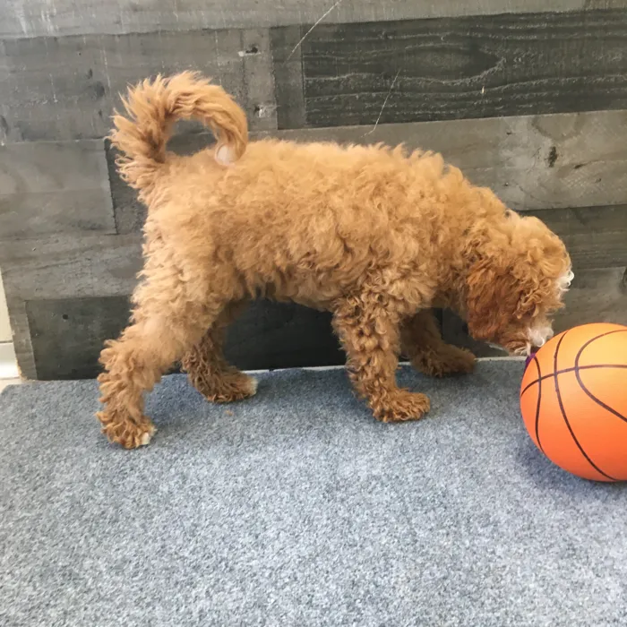 Male Cavapoo puppy named Finnick for sale at The Family Puppy-Novi.