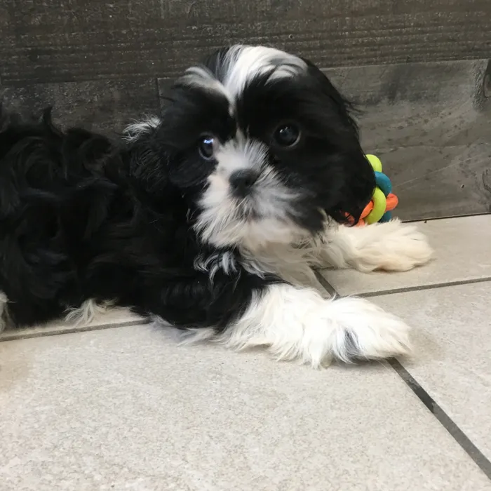 Male Shih Tzu puppy named Linguine for sale at The Family Puppy-Novi.
