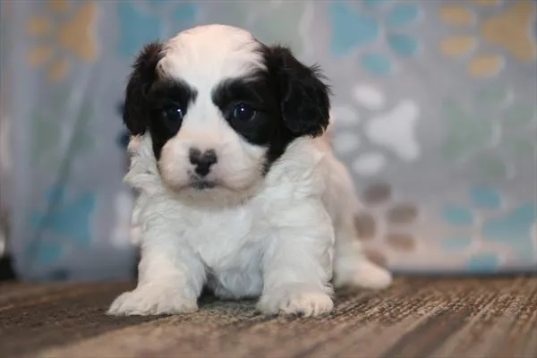 Male Shih Tzu-Bichon puppy named David for sale at The Family Puppy-Novi.