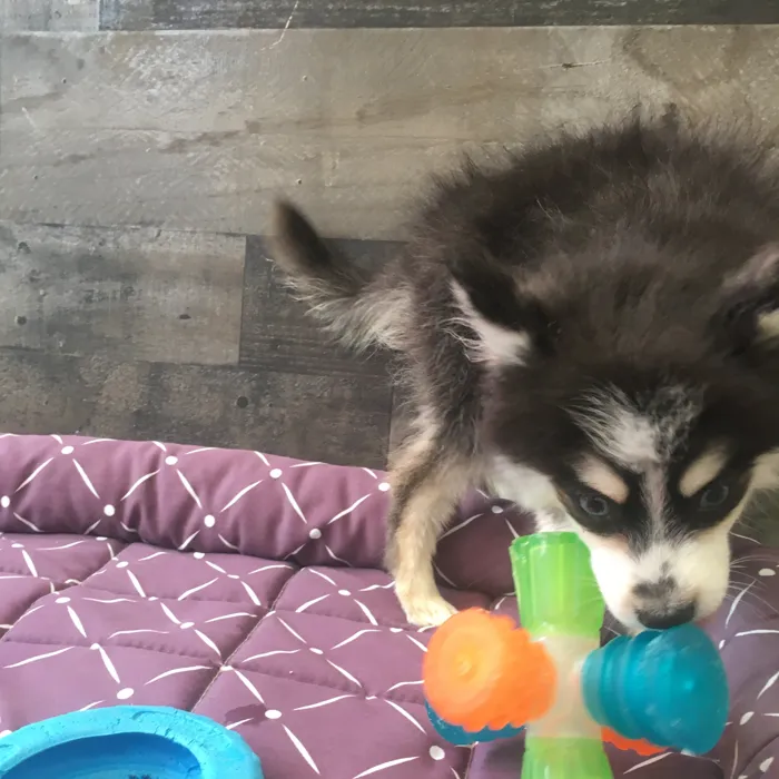 Female Pomsky puppy named Shego for sale at The Family Puppy-Novi.