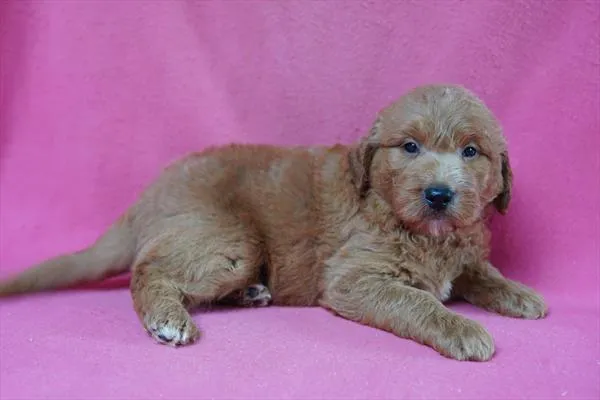Male Mini Goldendoodle puppy named Reece for sale at The Family Puppy-Troy.