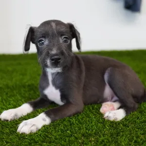 Male Italian Greyhound-Mini Schnauzer puppy named Noodles for sale at The Family Puppy-Troy.