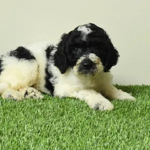 Male Goldendoodle puppy named Bentley for sale at The Family Puppy-Troy.