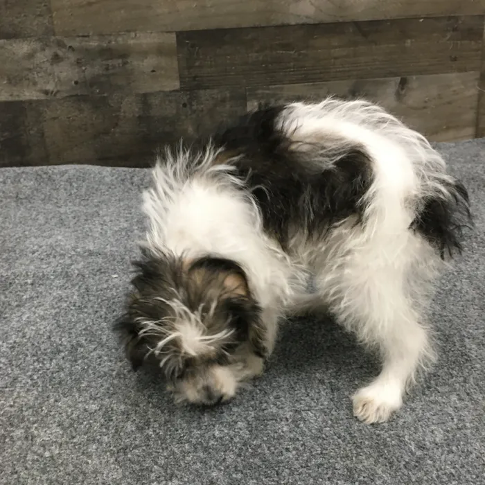 Female Schnoodle puppy named Violet for sale at The Family Puppy-Novi.