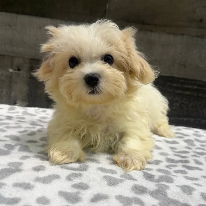 Male Shih Tzu-Bichon puppy named Noodle for sale at The Family Puppy-Troy.