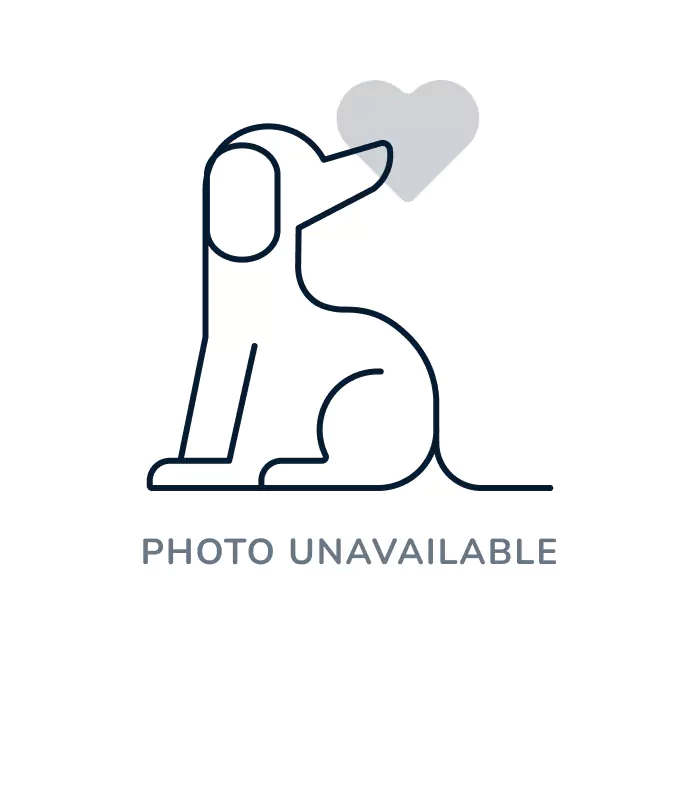 Male Bichon Frise puppy named Taz for sale at The Family Puppy-Troy.